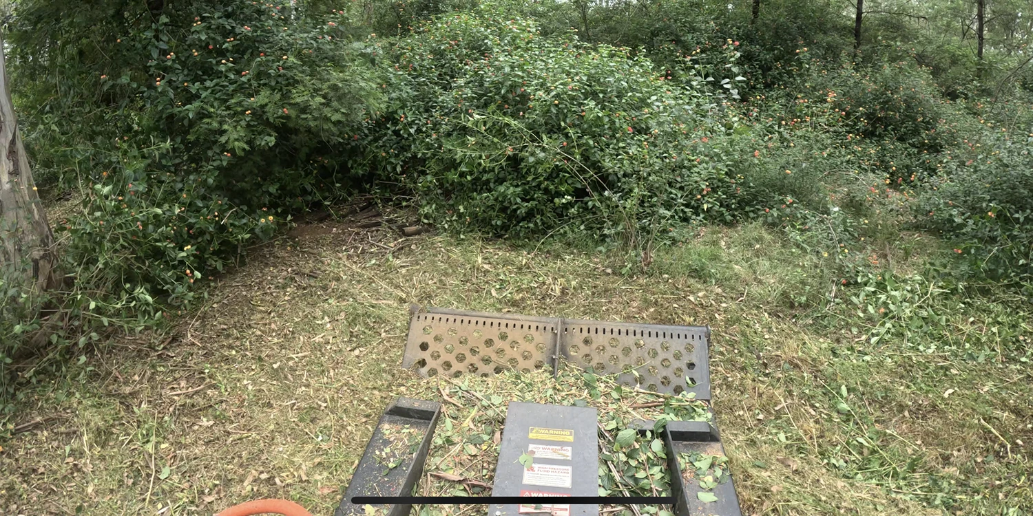 Lantana Clearing NSW Sydney